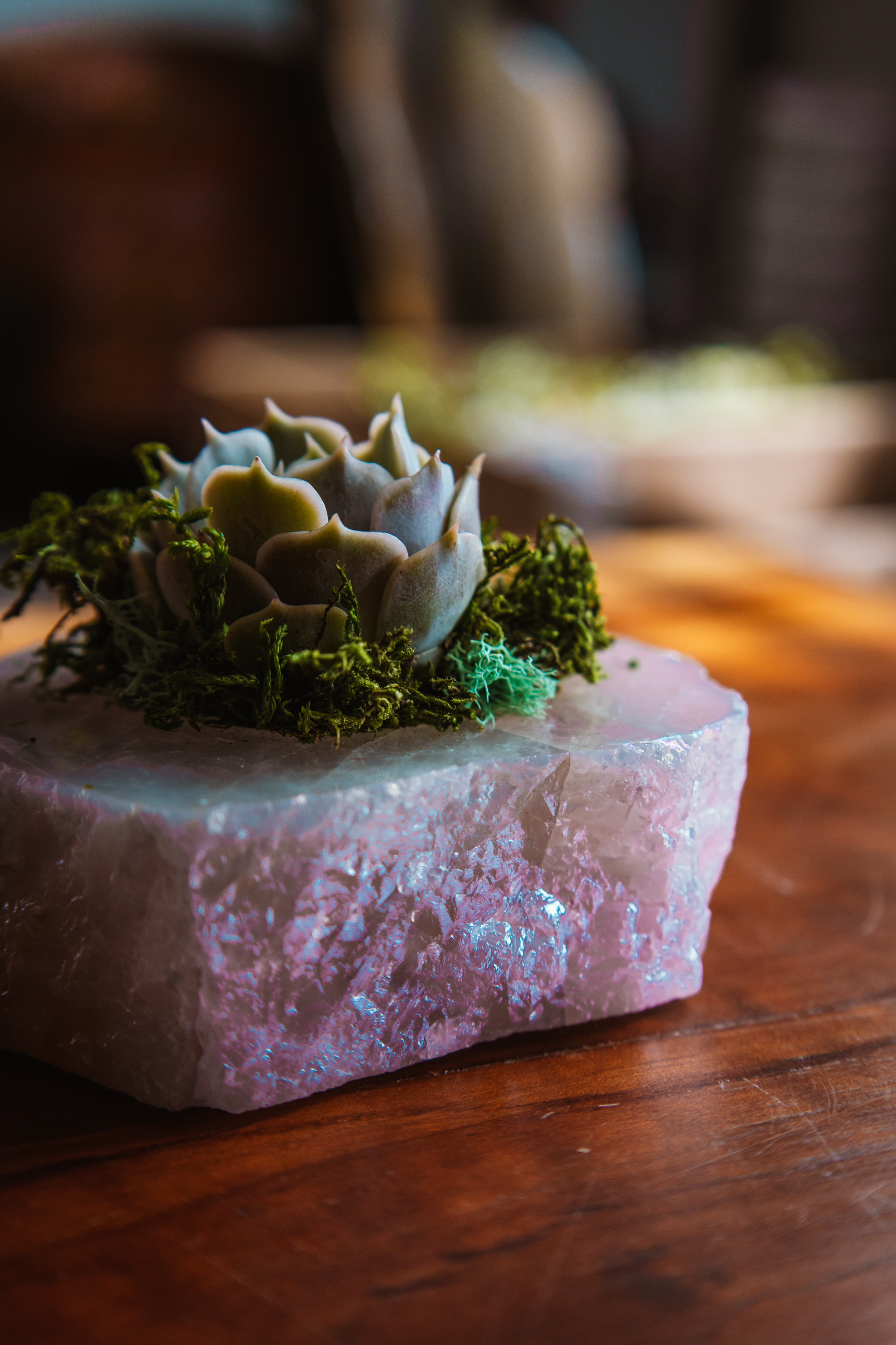 Succulent workshop for Women near retirement